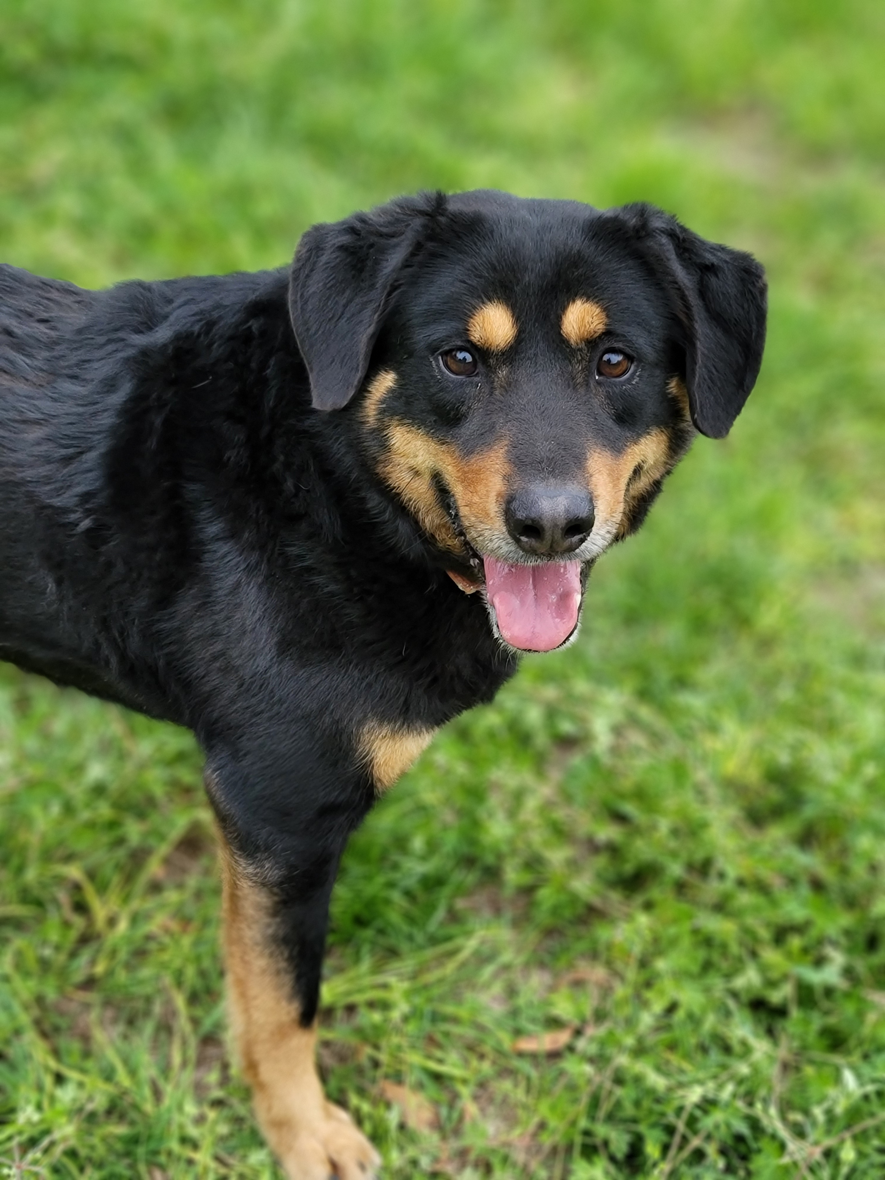 Texas, an adoptable Border Collie, Rottweiler in Samson, AL, 36477 | Photo Image 1