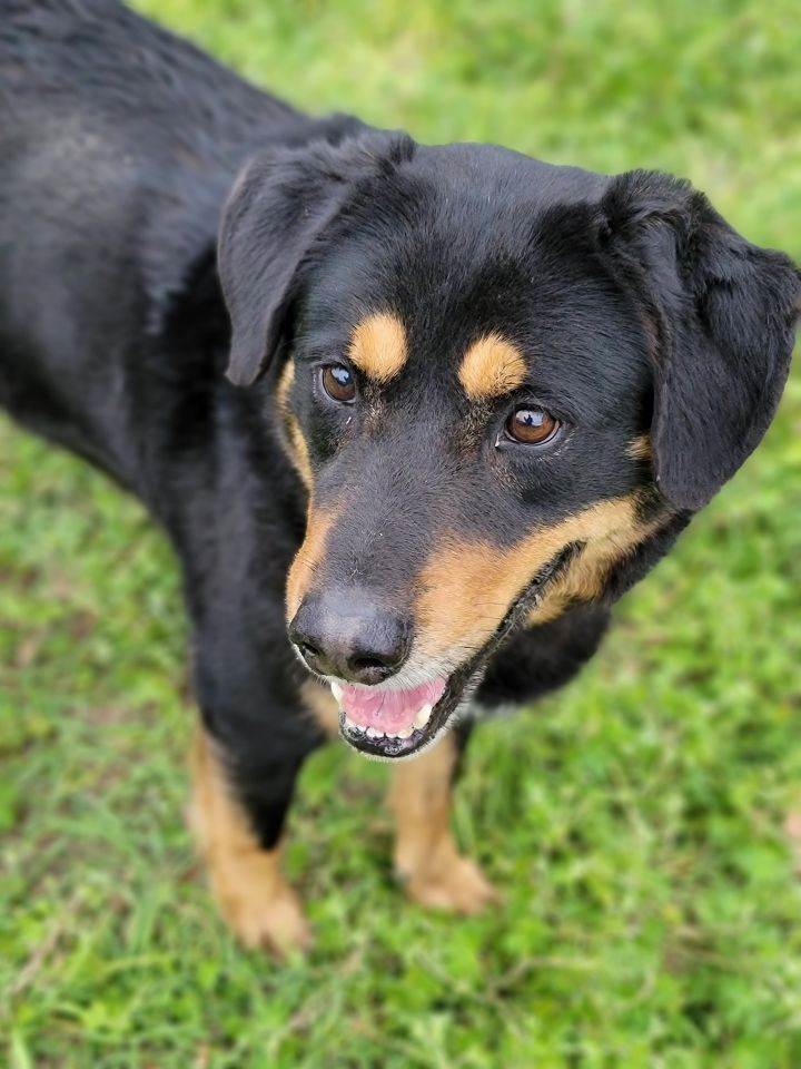 Dog for adoption - Texas, a Border Collie & Rottweiler Mix in Samson, AL |  Petfinder