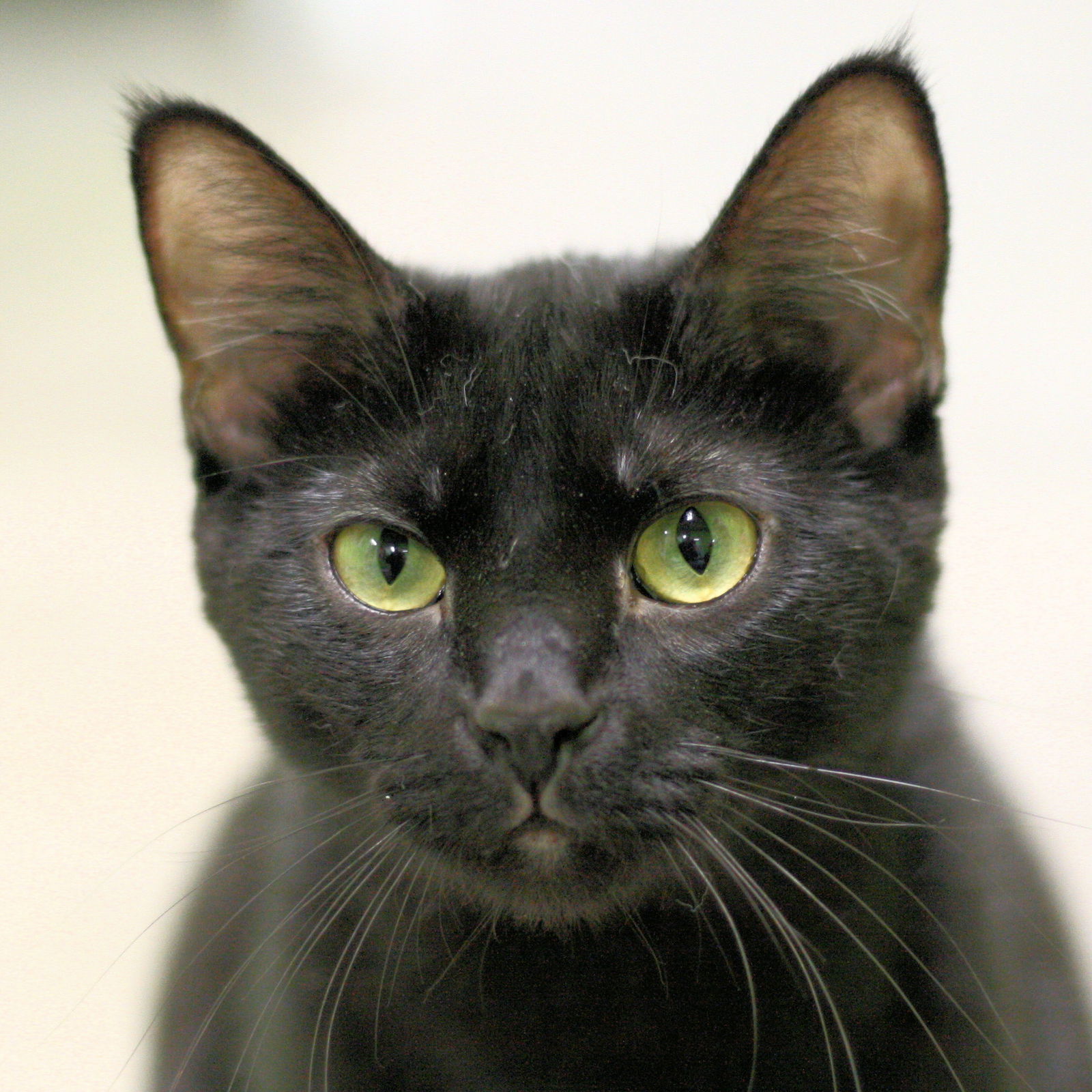 Whitney, an adoptable Domestic Short Hair in Estherville, IA, 51334 | Photo Image 1