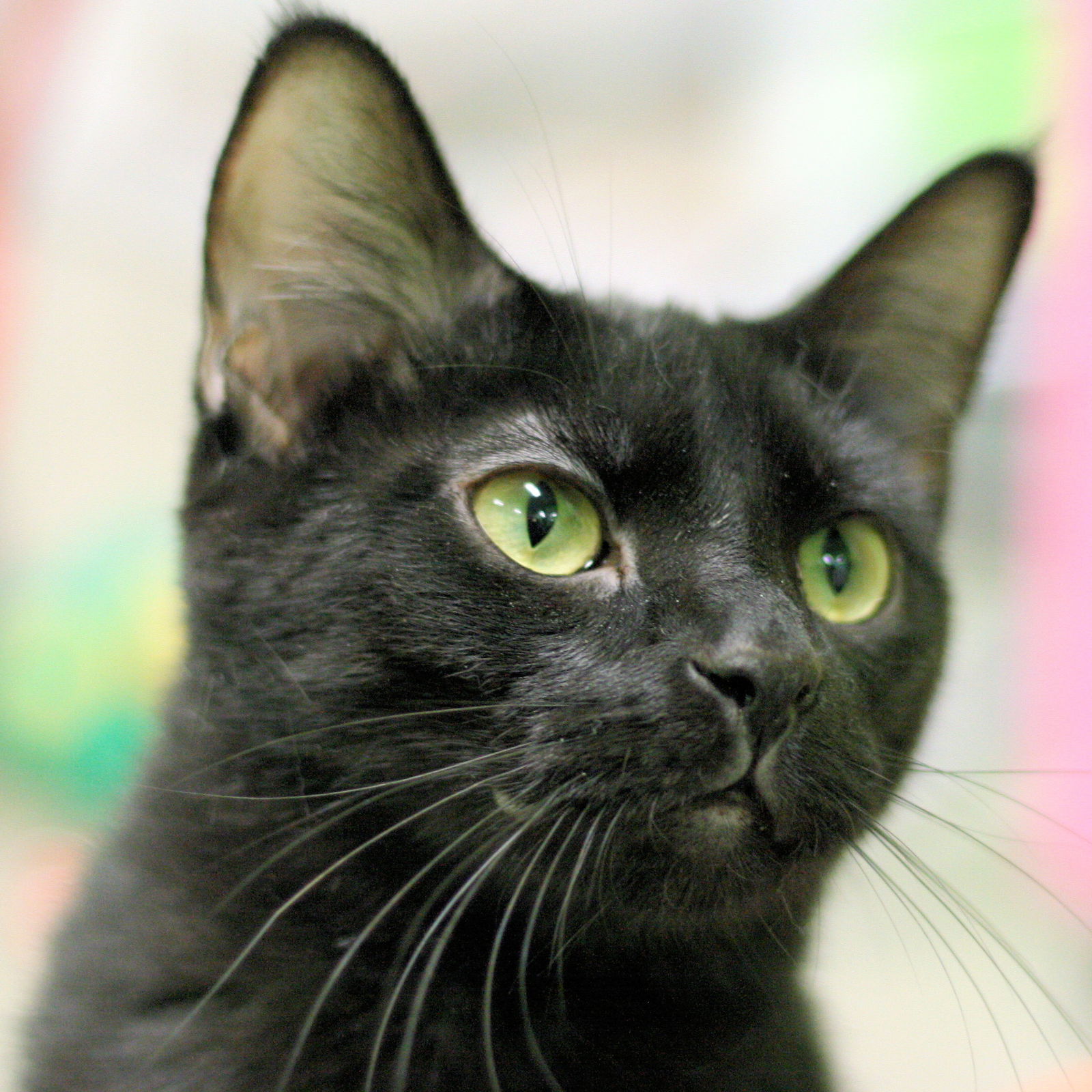 Whitney, an adoptable Domestic Short Hair in Estherville, IA, 51334 | Photo Image 2