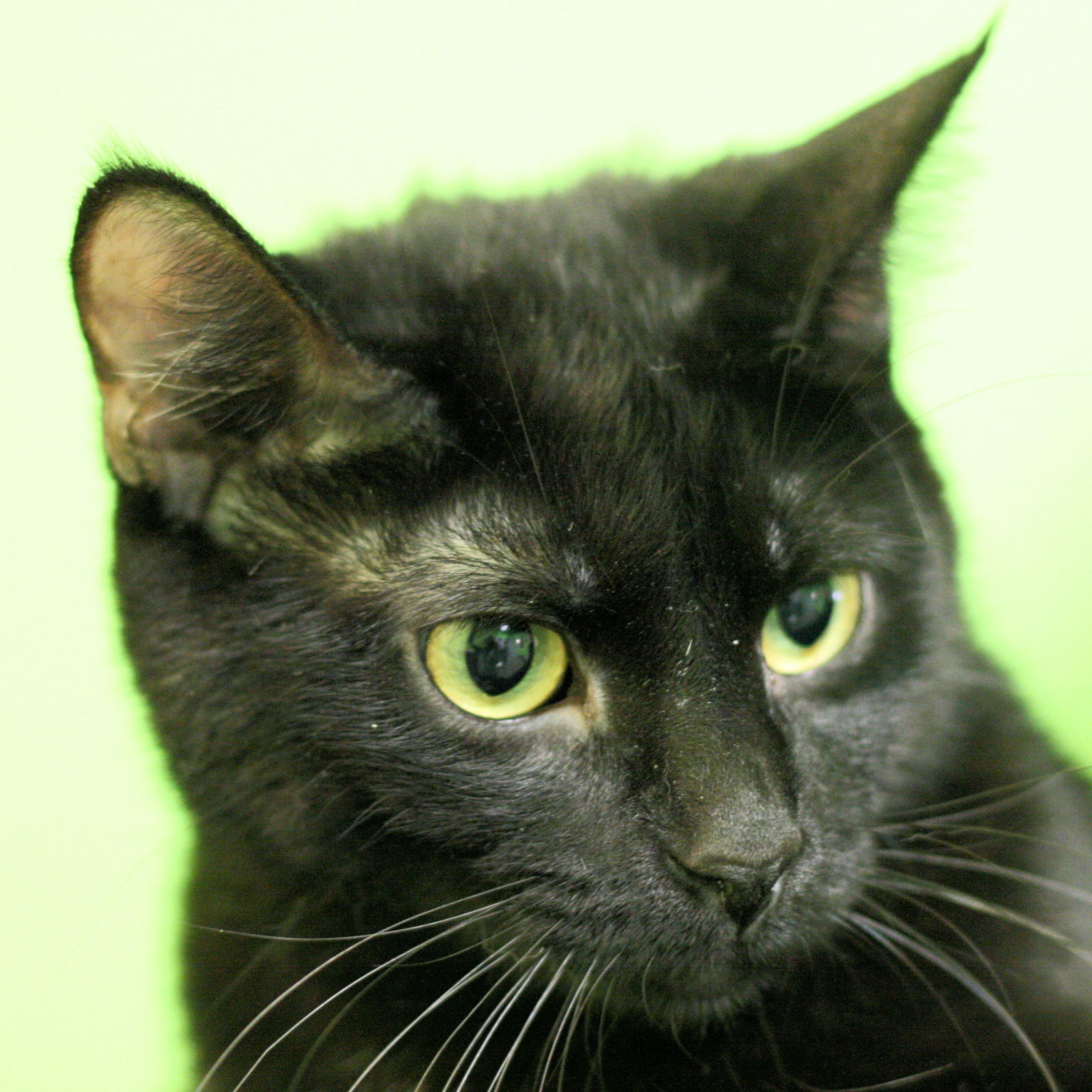 Whitney, an adoptable Domestic Short Hair in Estherville, IA, 51334 | Photo Image 3