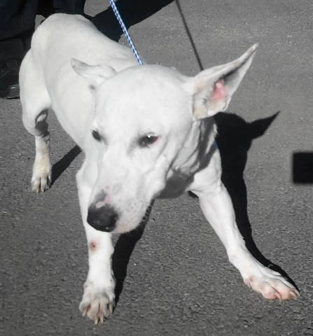 Axel, an adoptable Bull Terrier in Frankston, TX, 75763 | Photo Image 1