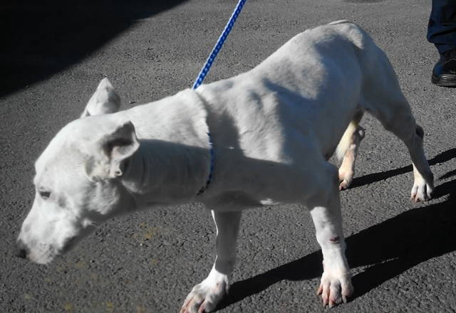 Axel, an adoptable Bull Terrier in Frankston, TX, 75763 | Photo Image 2