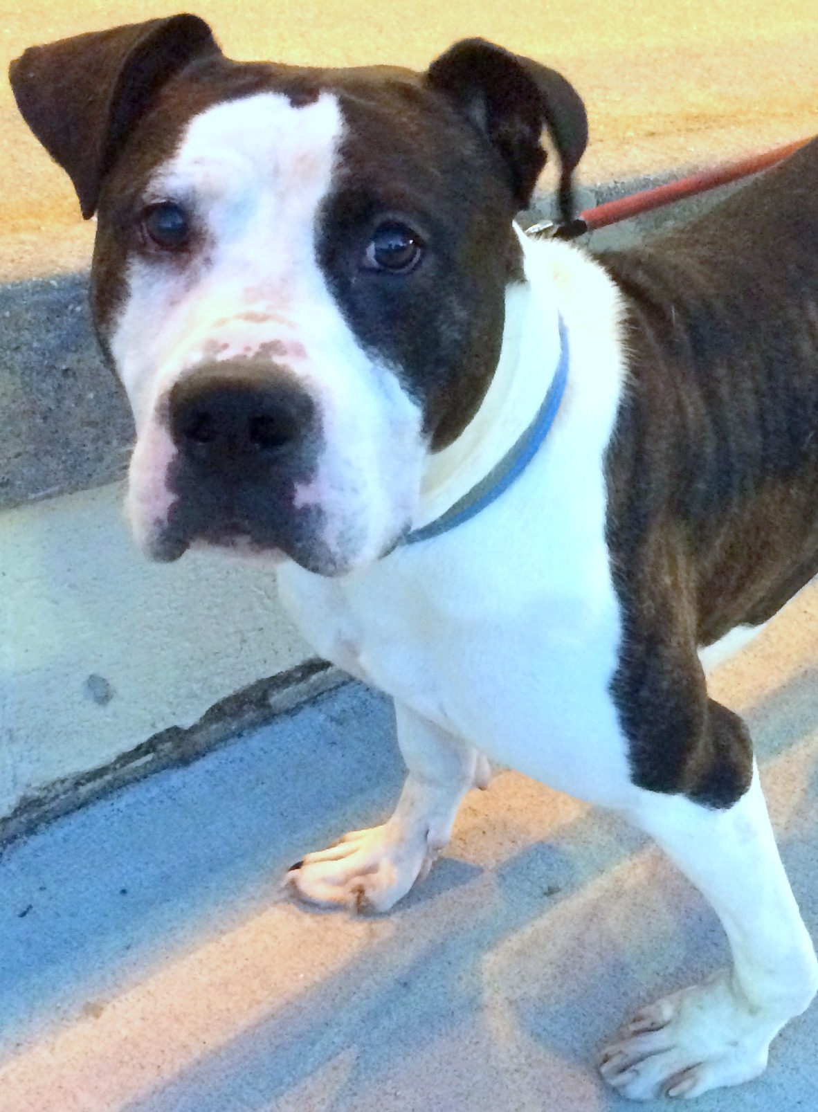 Ducky, an adoptable American Staffordshire Terrier, Pit Bull Terrier in Carlstadt, NJ, 07072 | Photo Image 1