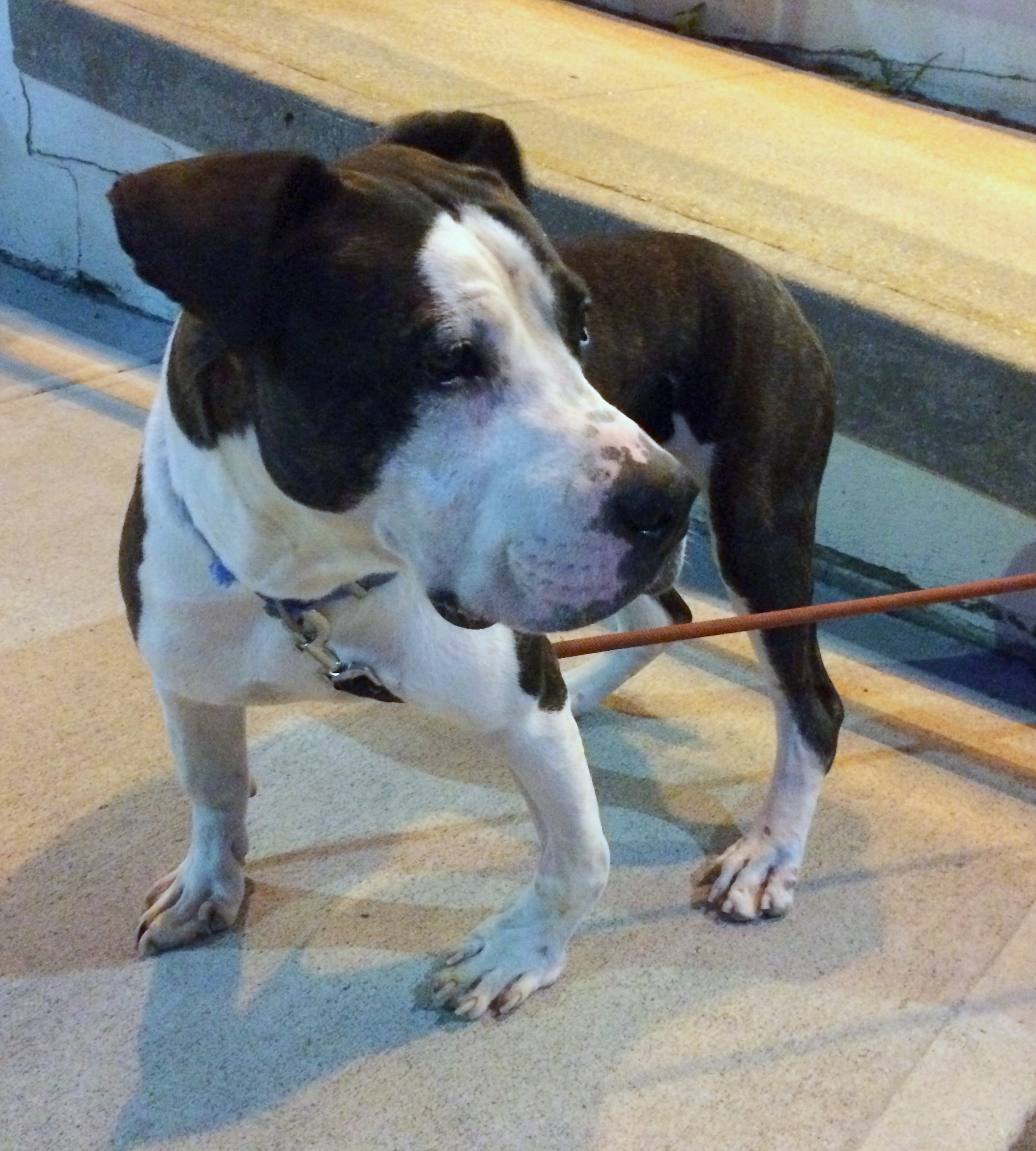 Ducky, an adoptable American Staffordshire Terrier, Pit Bull Terrier in Carlstadt, NJ, 07072 | Photo Image 3