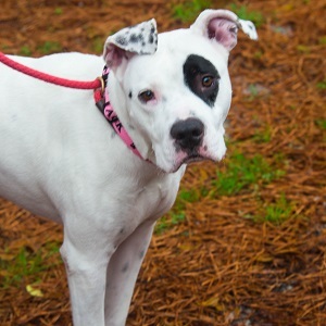 Ebbie, an adoptable Pit Bull Terrier in Decatur, GA, 30035 | Photo Image 2