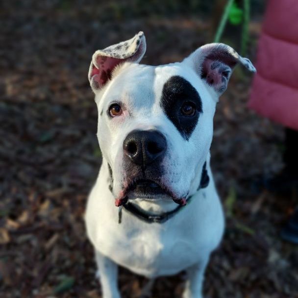 Ebbie, an adoptable Pit Bull Terrier in Decatur, GA, 30035 | Photo Image 3
