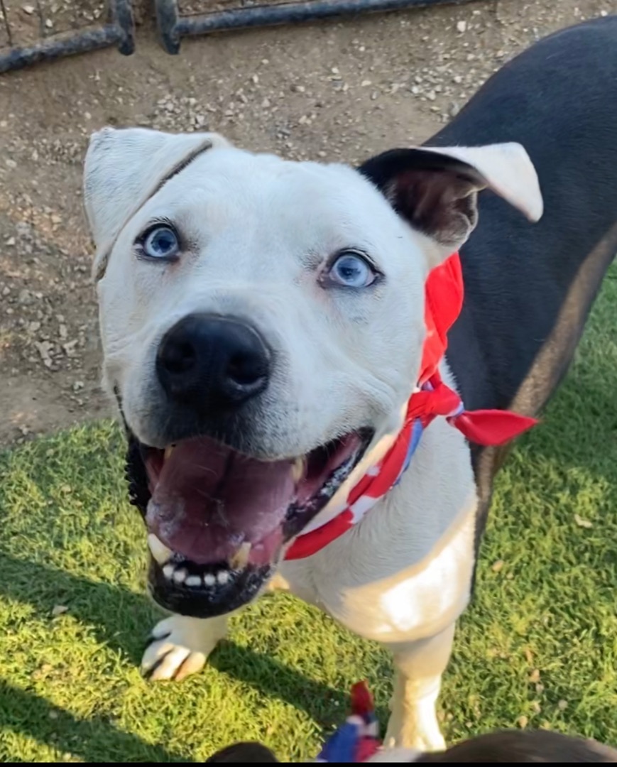 Adorable handsome MAX , an adoptable American Bulldog, Catahoula Leopard Dog in Acton, CA, 93510 | Photo Image 1