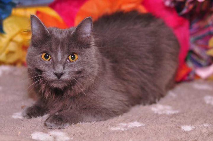 Cat For Adoption Steampunk Grey A Domestic Medium Hair In Fort