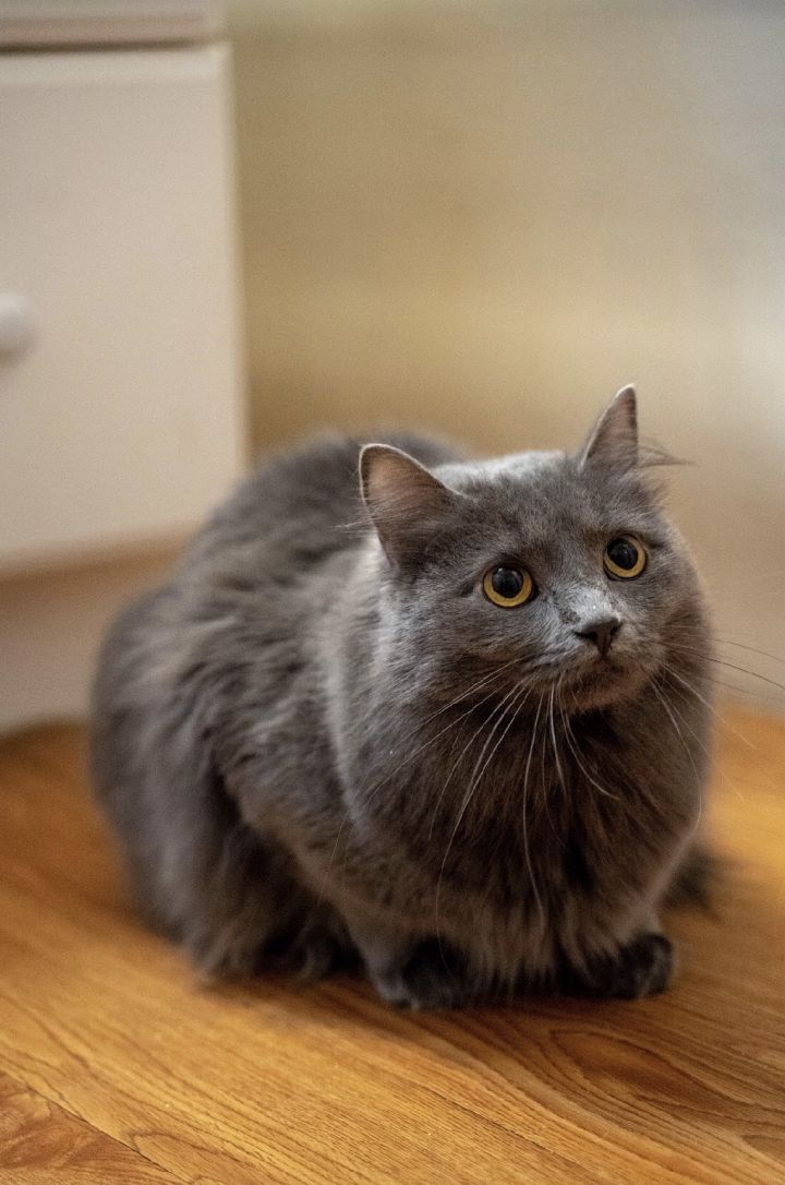 Cat For Adoption Steampunk Grey A Domestic Medium Hair In Fort