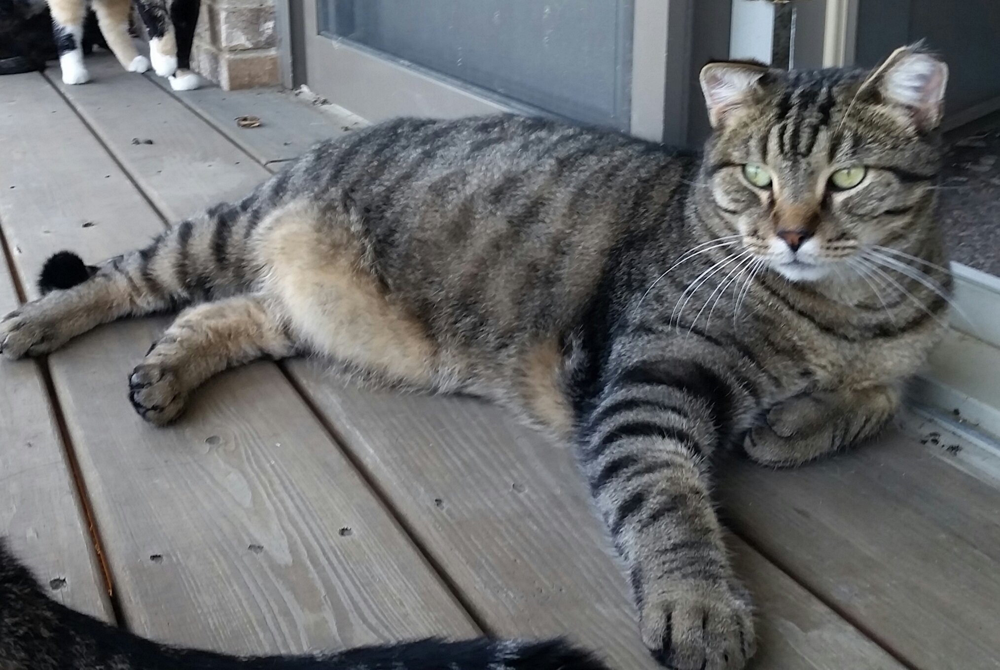 TROUBLE, an adoptable Maine Coon, Tiger in Sardinia, OH, 45171 | Photo Image 5