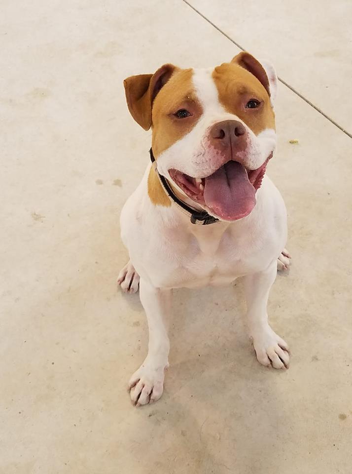 Donna, an adoptable American Bulldog & Terrier Mix in Lake Odessa, MI