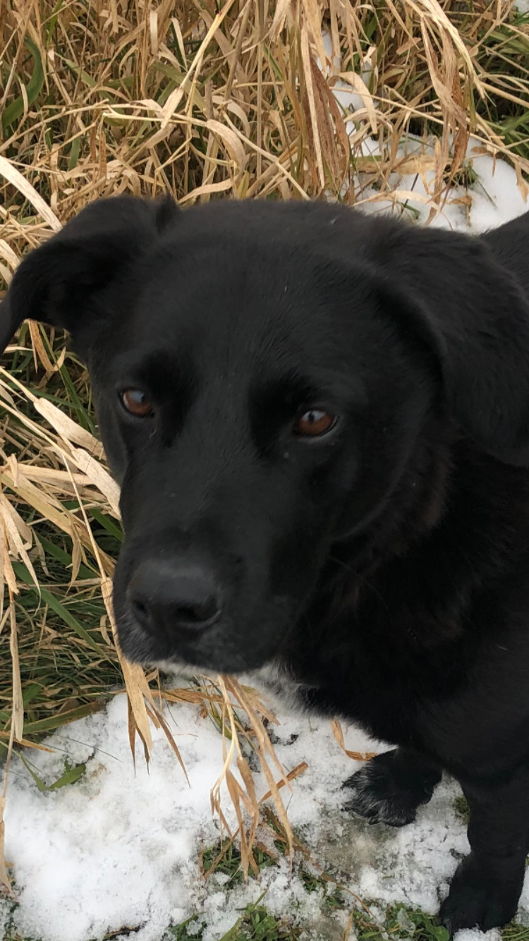 Hyder, an adoptable Labrador Retriever in Watertown, WI, 53094 | Photo Image 2
