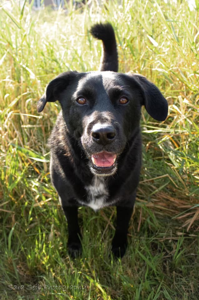 Hyder, an adoptable Labrador Retriever in Watertown, WI, 53094 | Photo Image 5