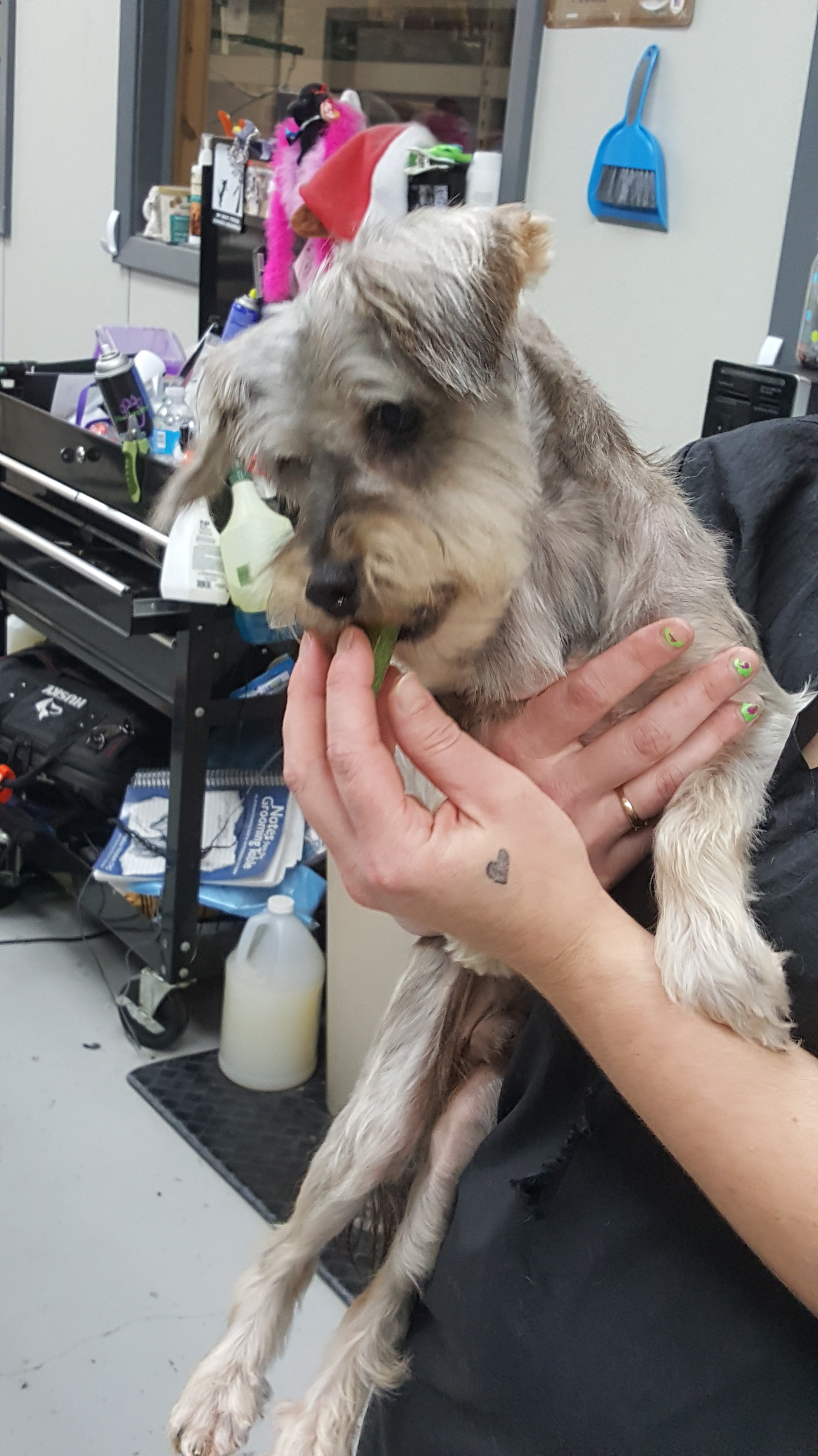 Skylar , an adoptable Miniature Schnauzer in Kaufman, TX, 75142 | Photo Image 1