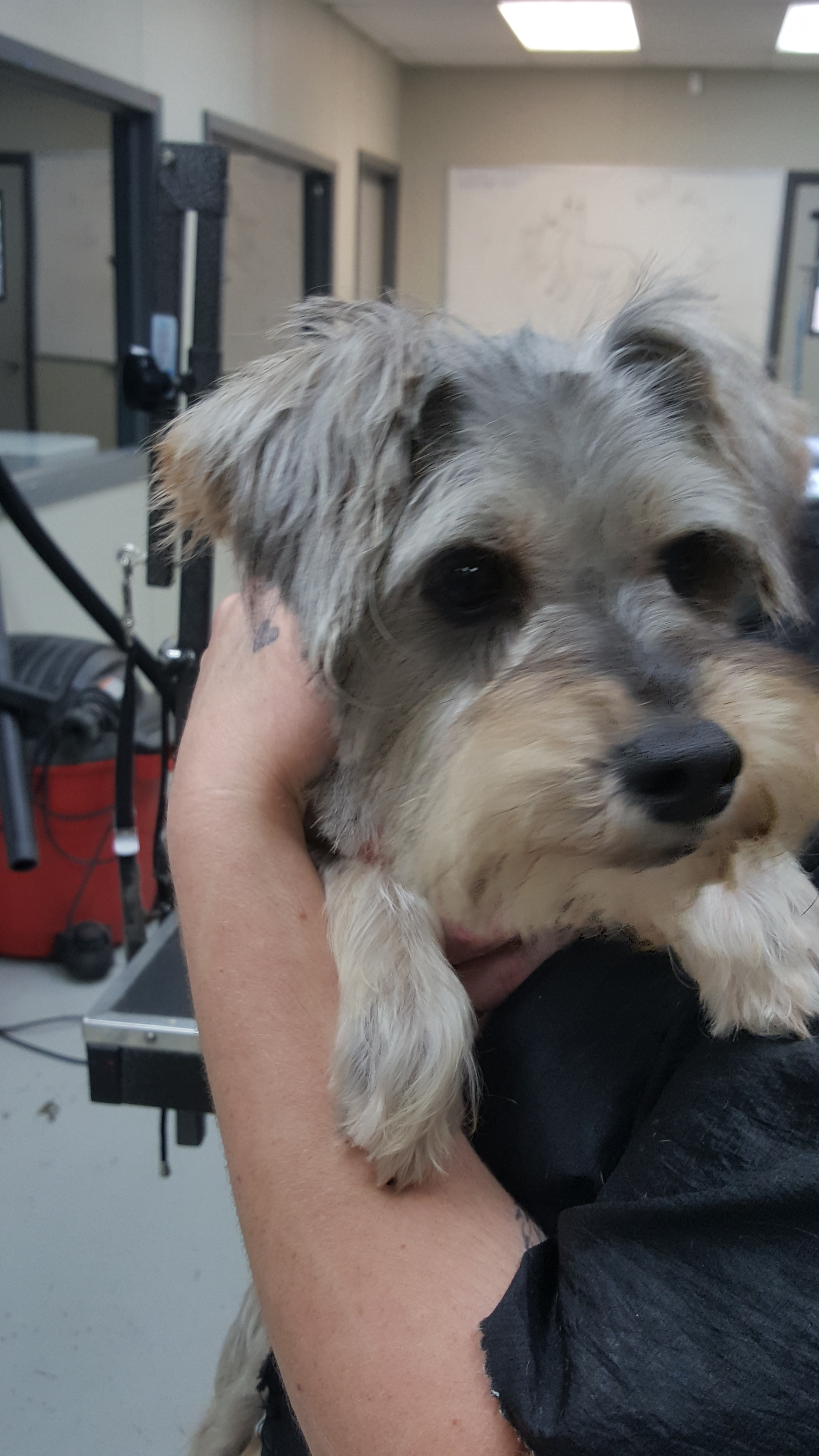 Skylar , an adoptable Miniature Schnauzer in Kaufman, TX, 75142 | Photo Image 2