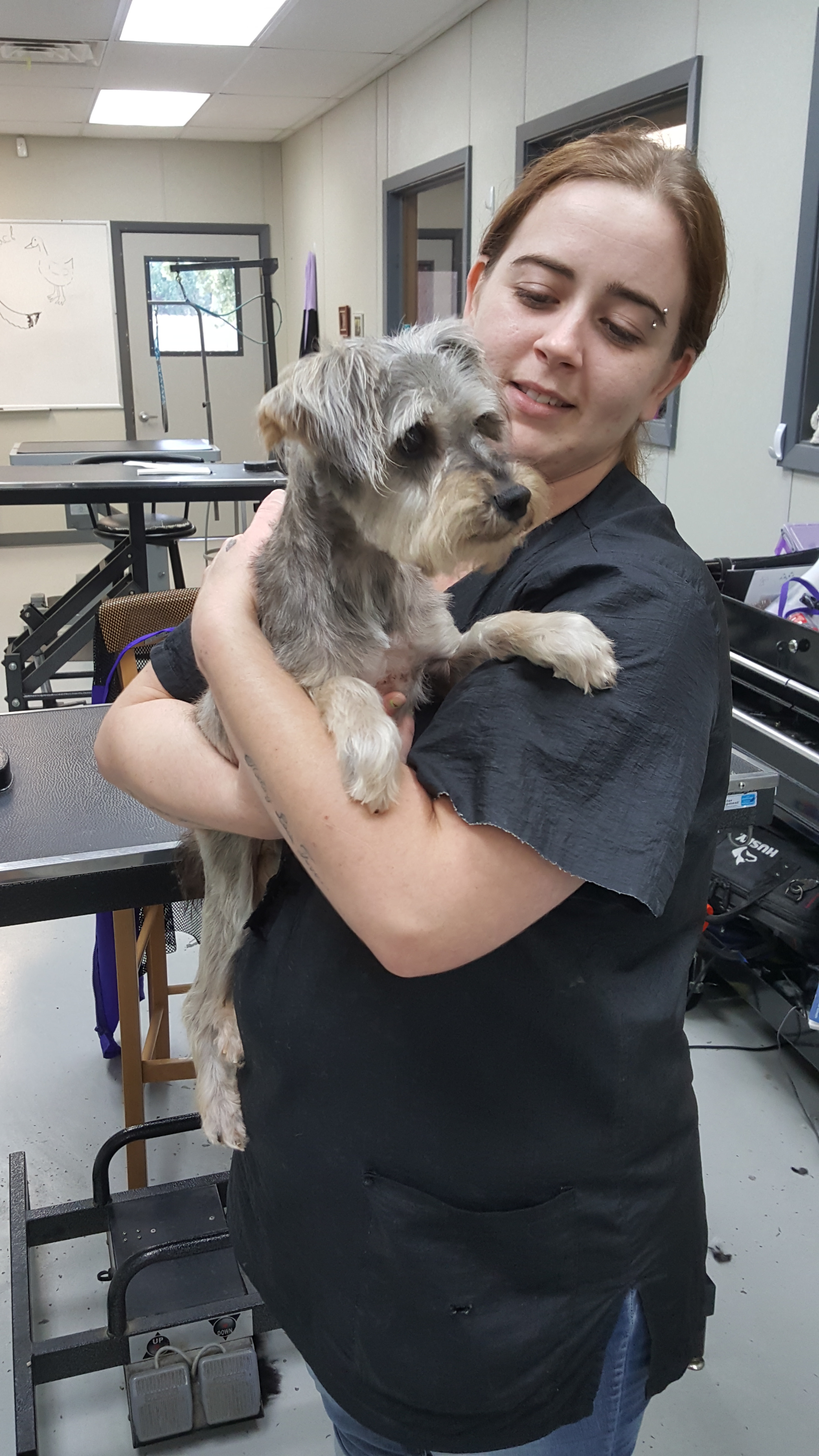 Skylar , an adoptable Miniature Schnauzer in Kaufman, TX, 75142 | Photo Image 3