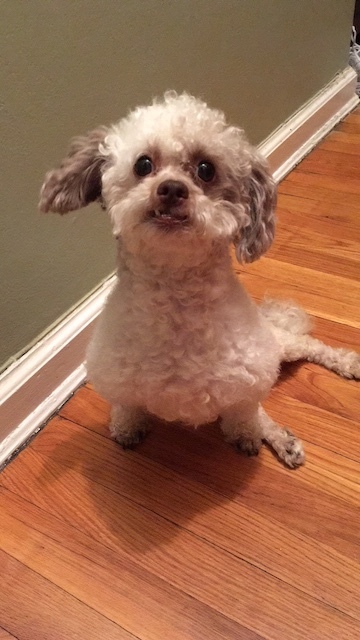 Dog for adoption - Mr Bojangles, a Poodle & Shih Tzu Mix ...