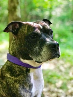 You can fill out an adoption application online on our official websiteThis handsome brindle boy is
