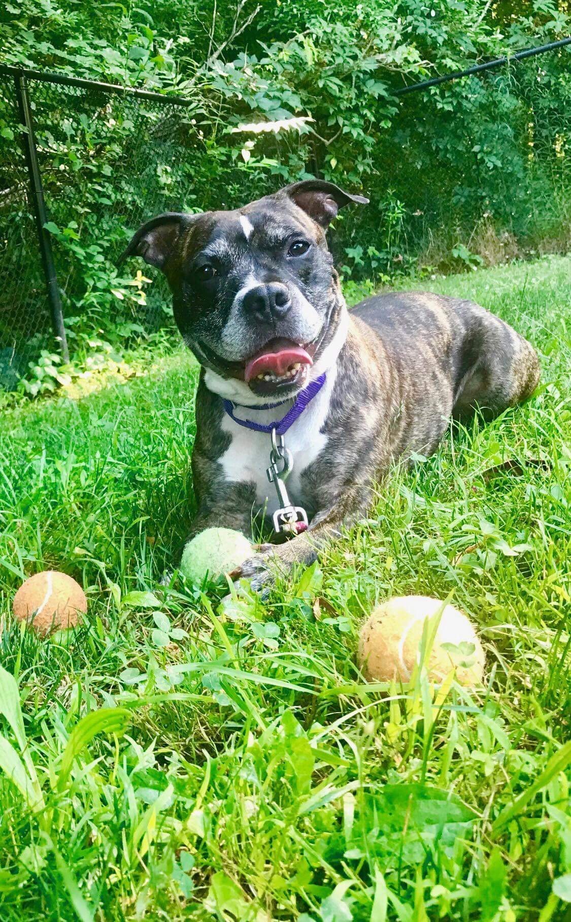 Dre, an adoptable Boxer, Pit Bull Terrier in New York, NY, 10075 | Photo Image 2