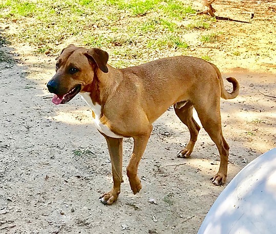 Rhodesian Ridgeback Black Mouth Cur