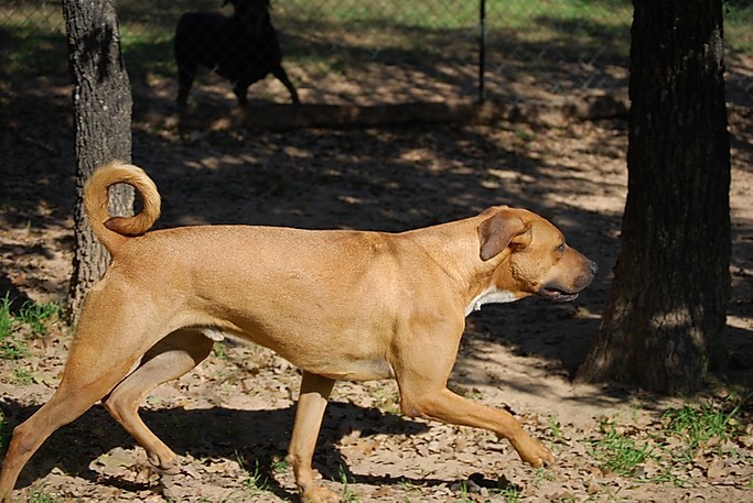 Black mouth cur mixed with best sale rhodesian ridgeback