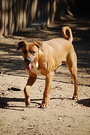 Rhodesian Ridgeback Black Mouth Cur