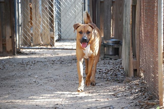 Rhodesian Ridgeback Black Mouth Cur