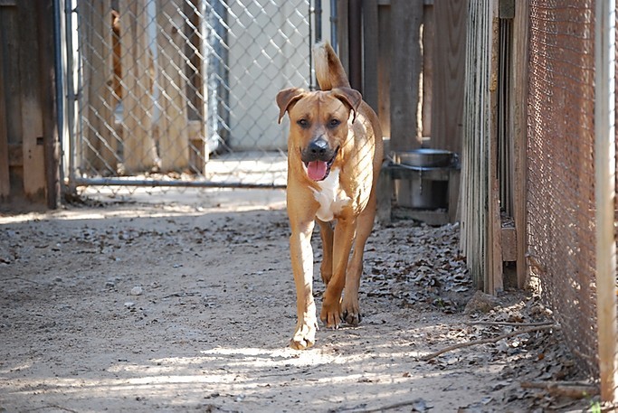 Rhodesian ridgeback black mouth best sale cur mix