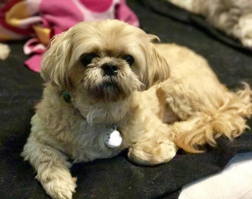 Dog For Adoption Stats And Sigmund A Shih Tzu In Zebulon Nc