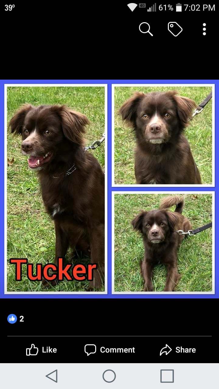 Tucker 1