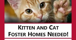 Foster Homes needed
