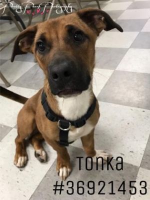 Tonka - ID36921453