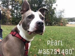 Pearl - ID35751480