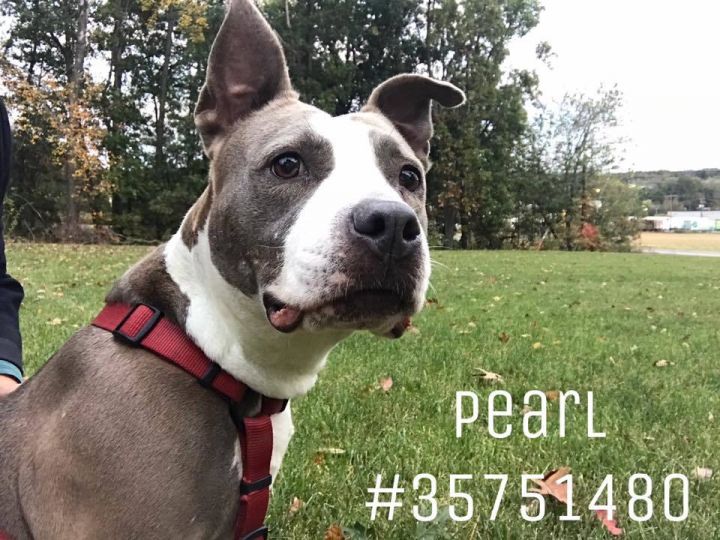 Pearl - ID35751480 1