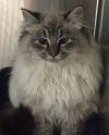 petfinder ragdoll