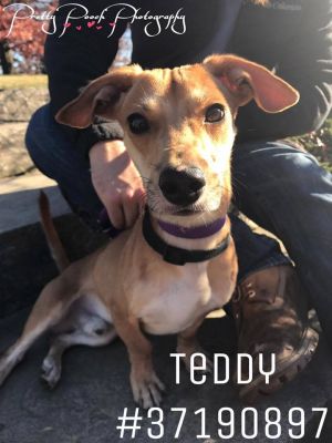 Teddy - Stray - ID37190897