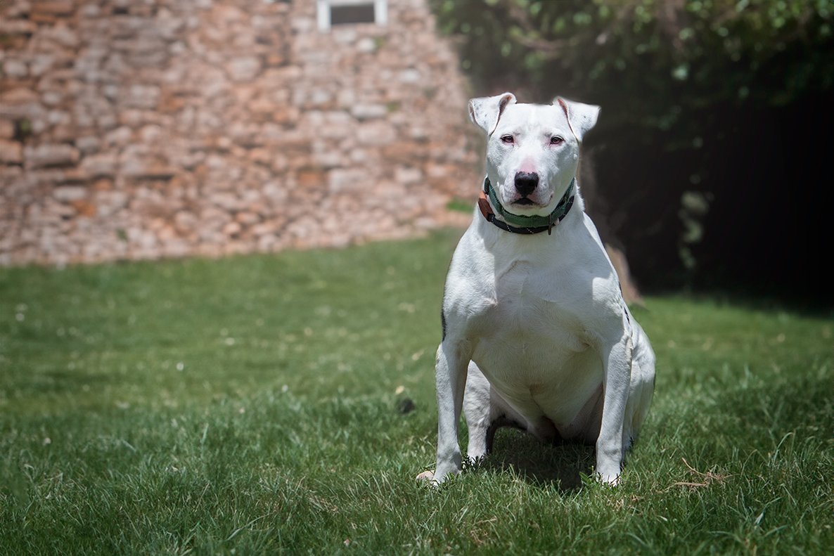 Moo, an adoptable Bull Terrier in Boston, KY, 40107 | Photo Image 1