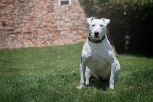 Moo, Senior Female unknown