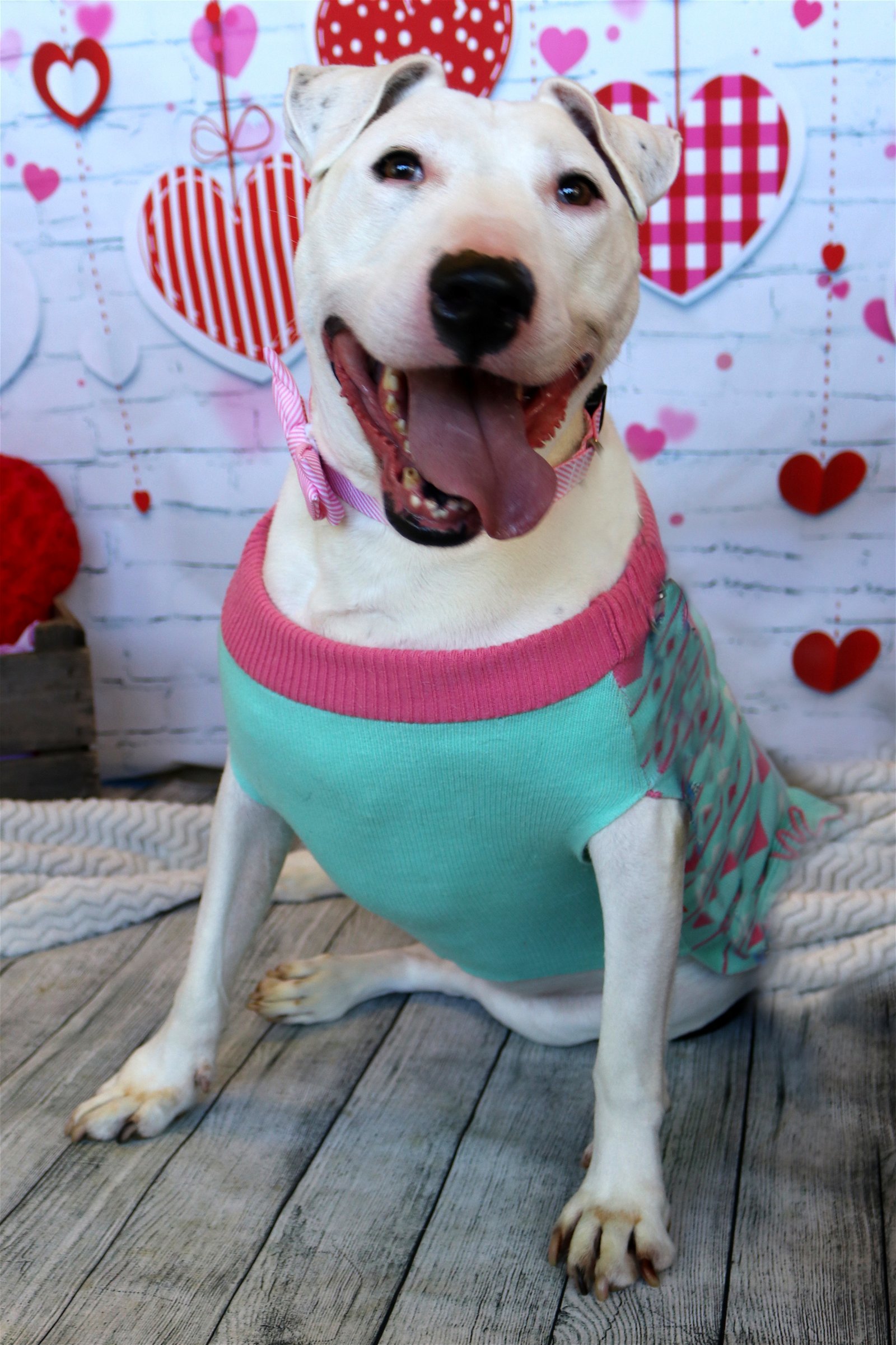 Moo, an adoptable Bull Terrier in Boston, KY, 40107 | Photo Image 2