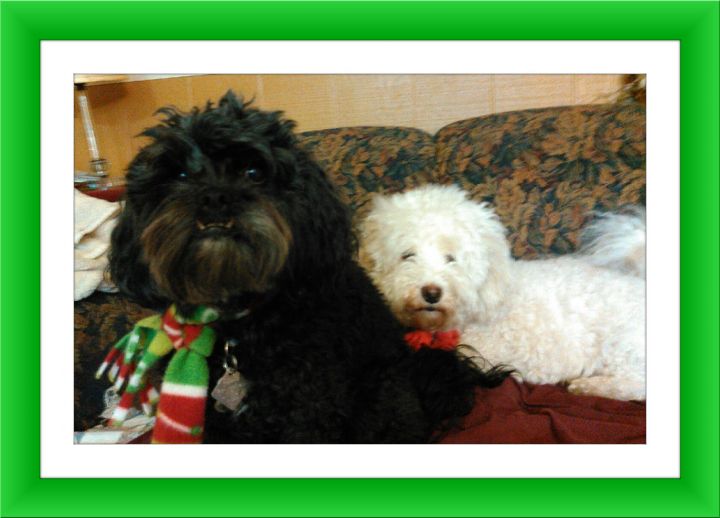 Adopted!! Tia and Annie - IN 2