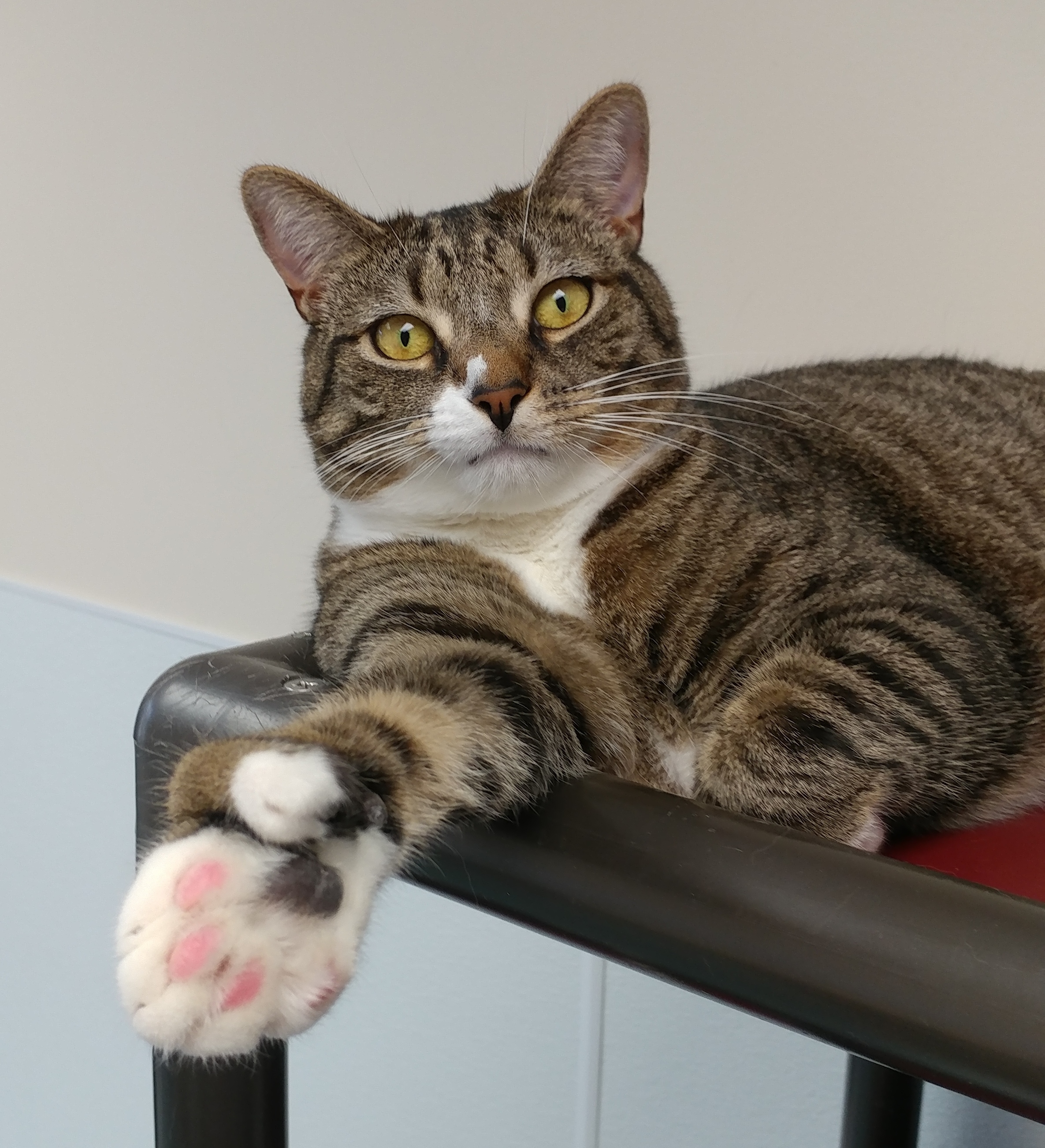 Everdeen, an adoptable Domestic Short Hair, Extra-Toes Cat / Hemingway Polydactyl in Rochester, NY, 14622 | Photo Image 1