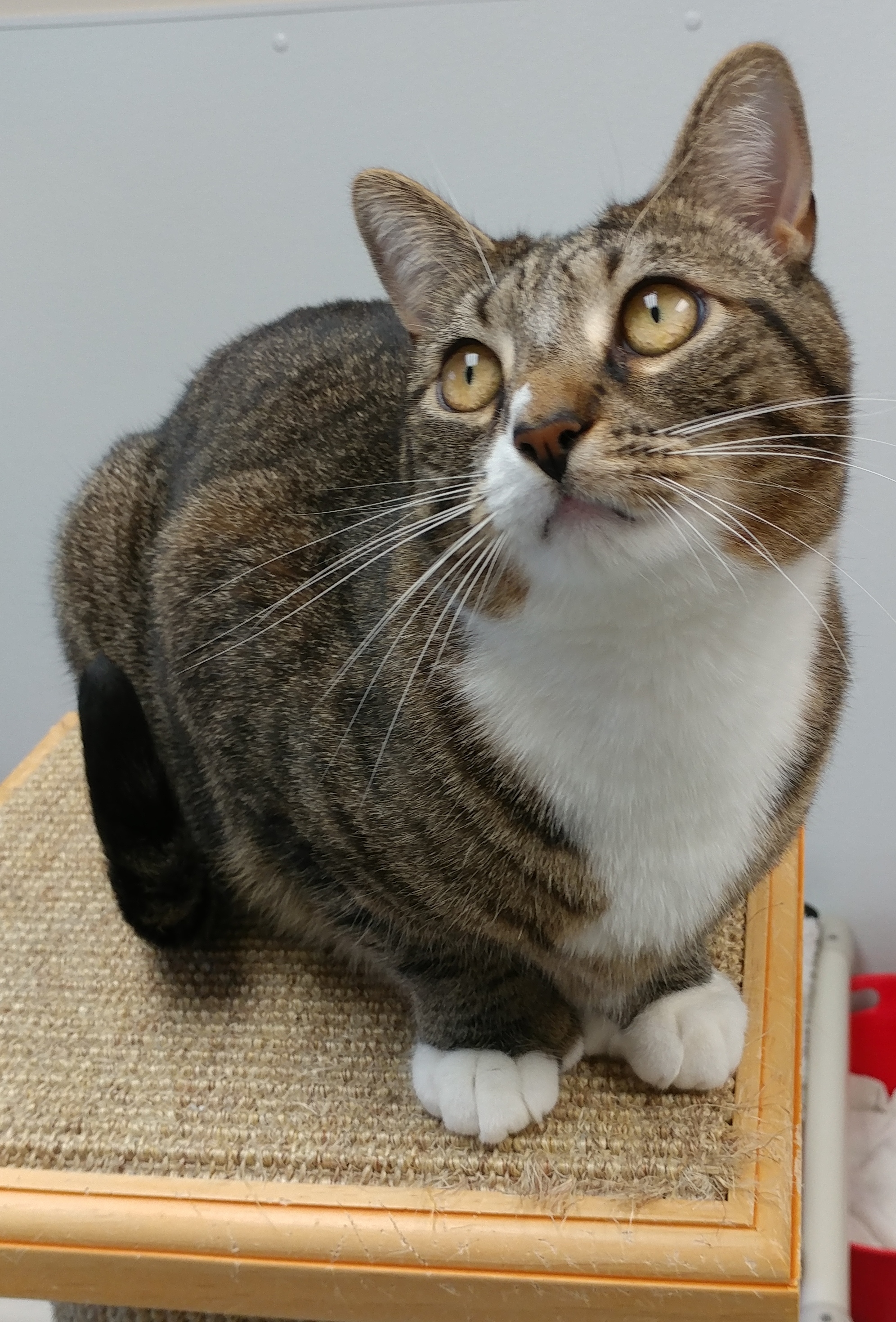 Everdeen, an adoptable Domestic Short Hair, Extra-Toes Cat / Hemingway Polydactyl in Rochester, NY, 14622 | Photo Image 5