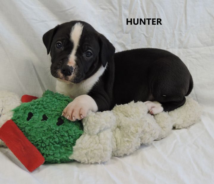 Hunter 1