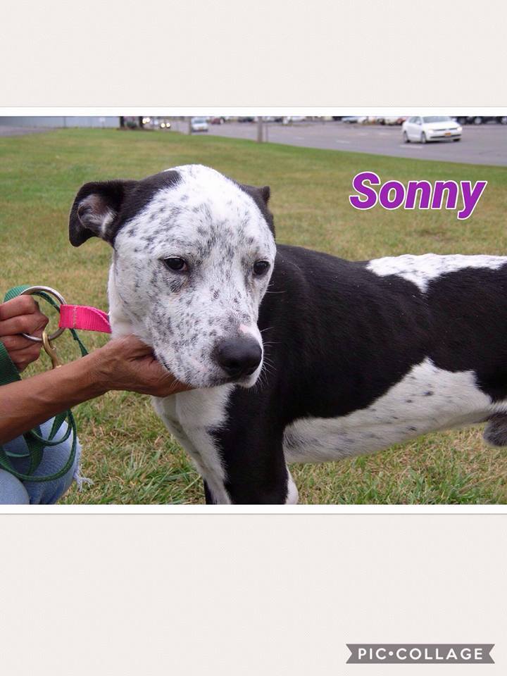 Sonny detail page