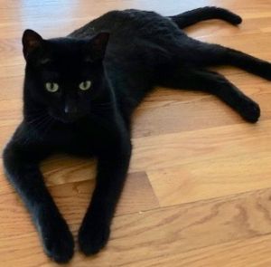 . Lulu .