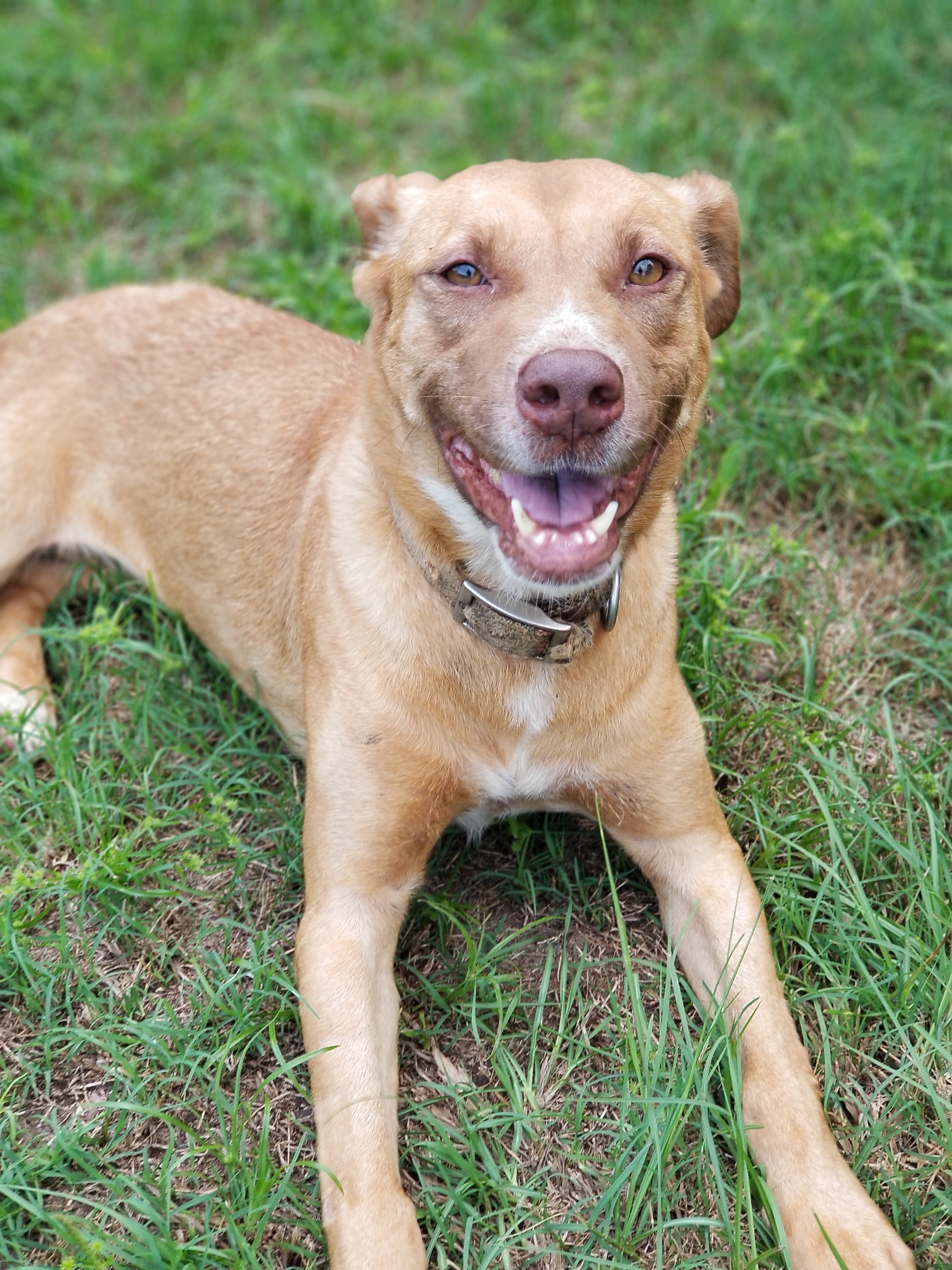 Glitter, an adoptable Mixed Breed in Samson, AL, 36477 | Photo Image 3