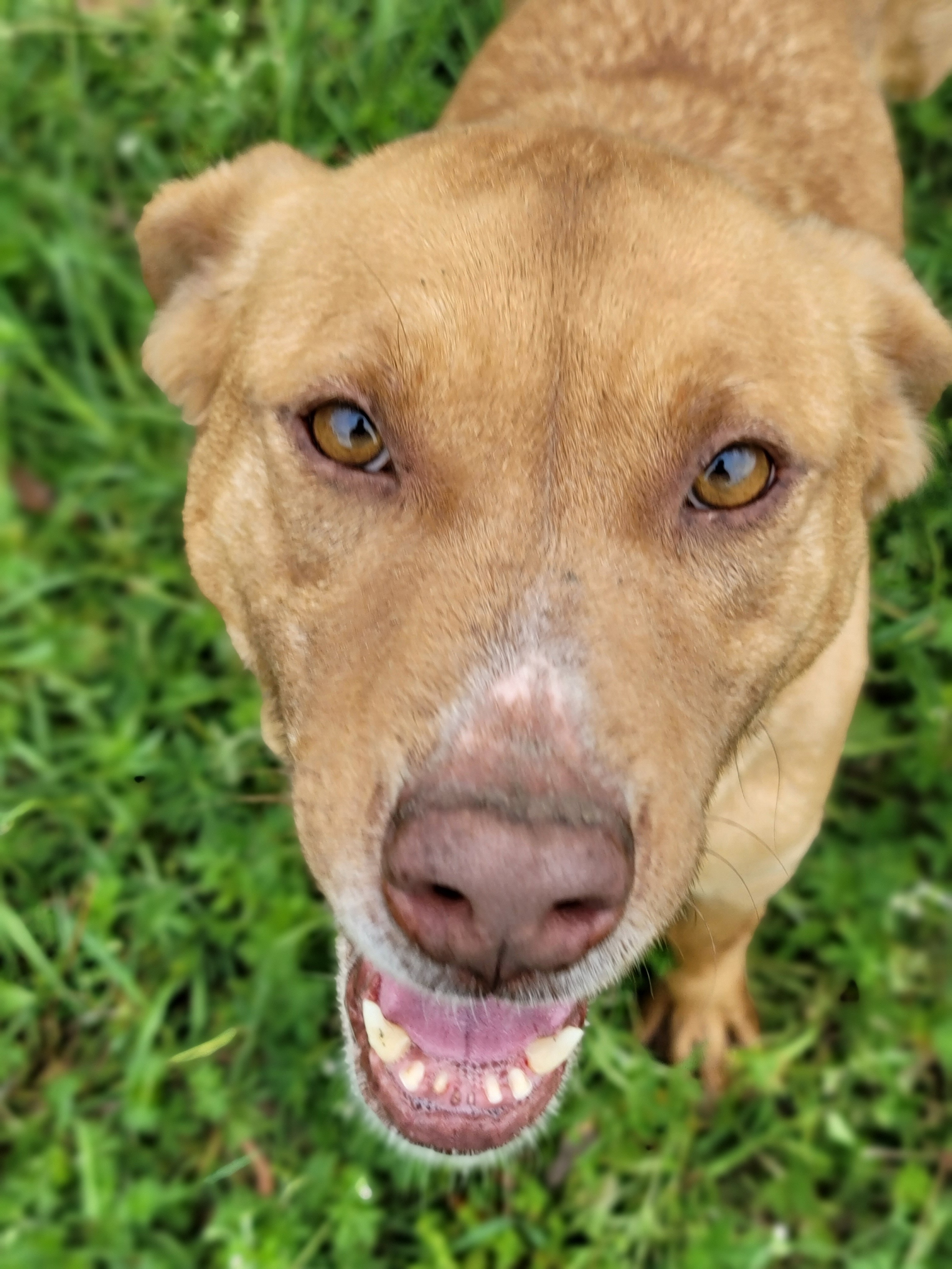 Glitter, an adoptable Mixed Breed in Samson, AL, 36477 | Photo Image 6