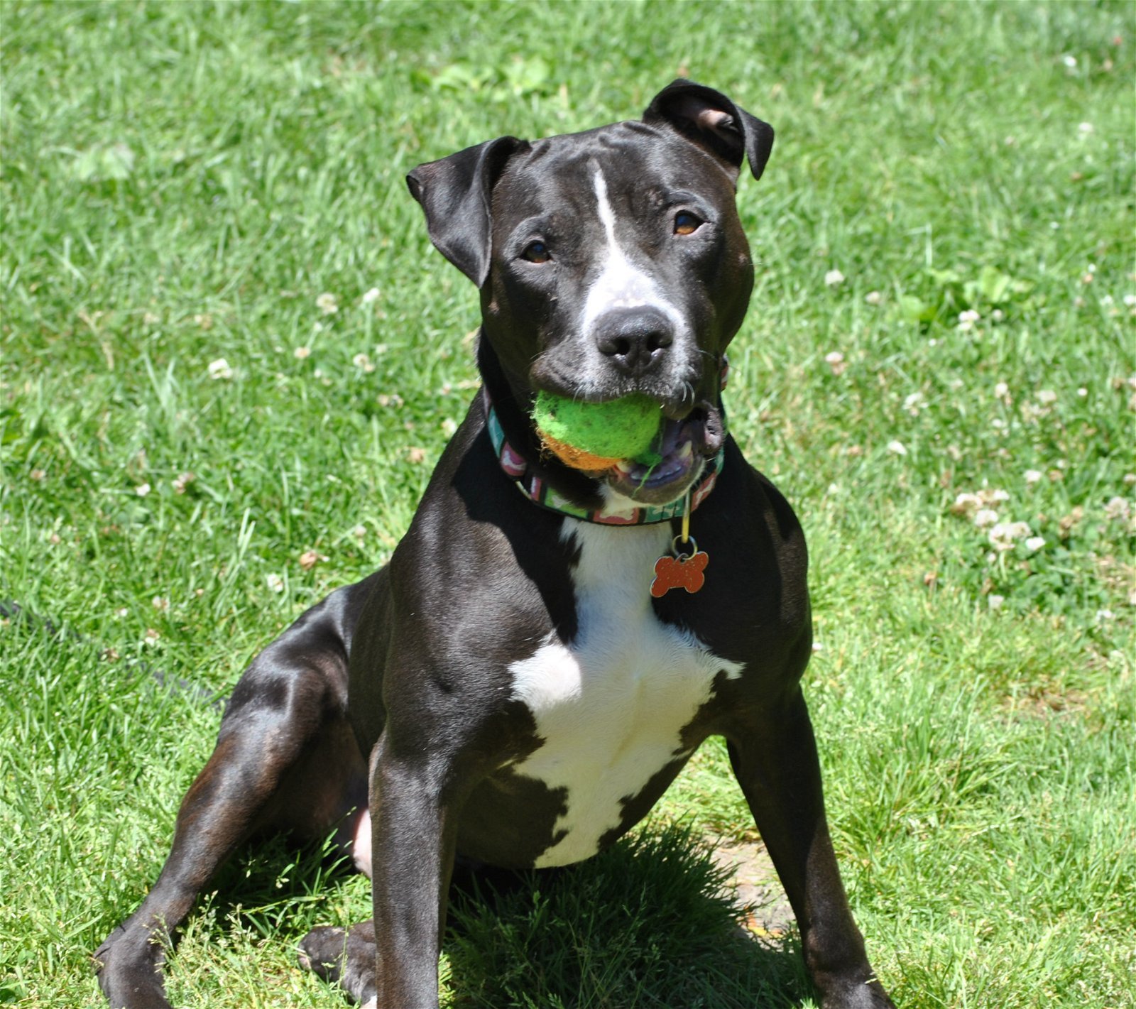 Freddie, an adoptable Boxer, Staffordshire Bull Terrier in Spring Lake, NJ, 07730 | Photo Image 1