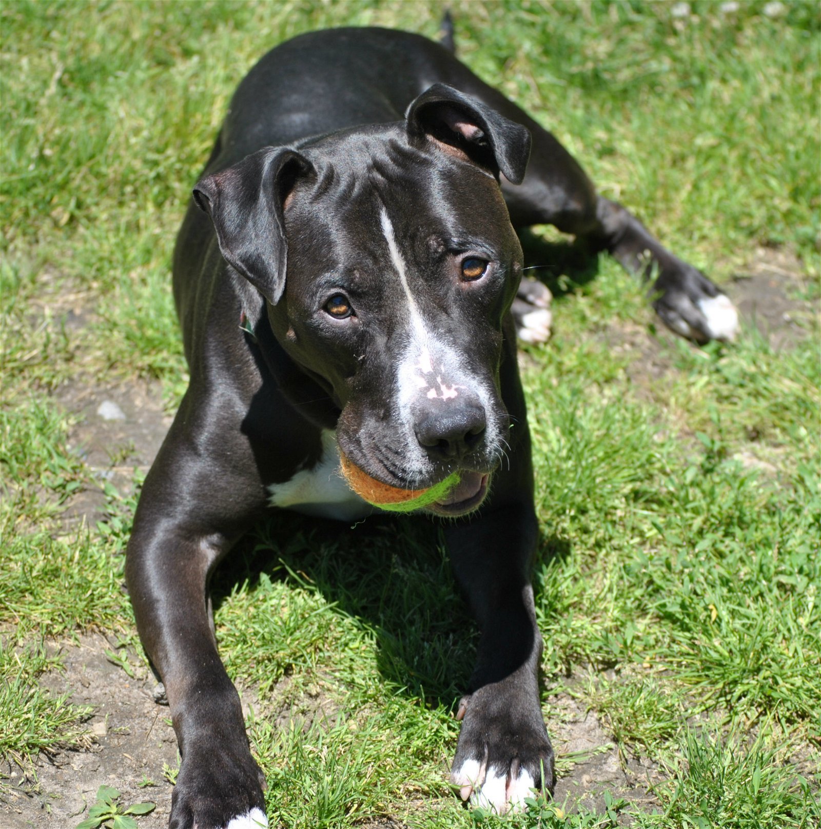 Freddie, an adoptable Boxer, Staffordshire Bull Terrier in Spring Lake, NJ, 07730 | Photo Image 2